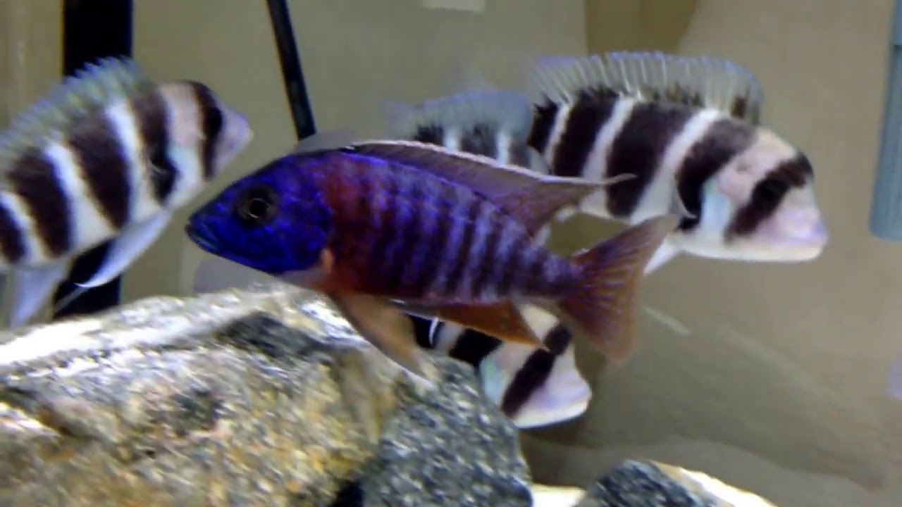 Aulonocara hansbaenschi "Red Shoulder"