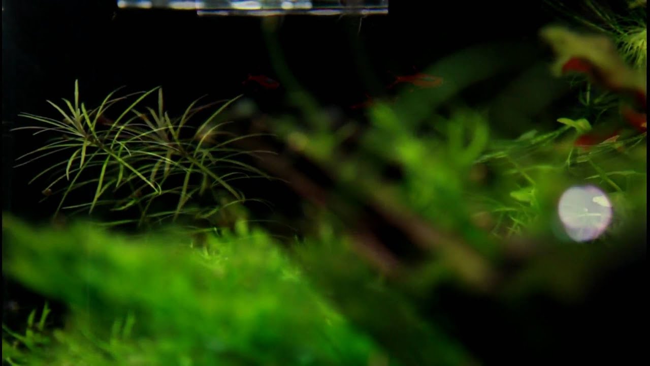 [HD 1080p] Moskitobärbling / Mosquito rasbora (Boraras brigittae)
