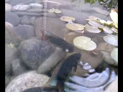 Macropodus ocellatus