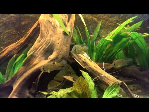 Aquarium: Cleithracara maronii (Maronibuntbarsch)