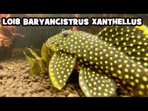 L018 Baryancistrus xanthellus