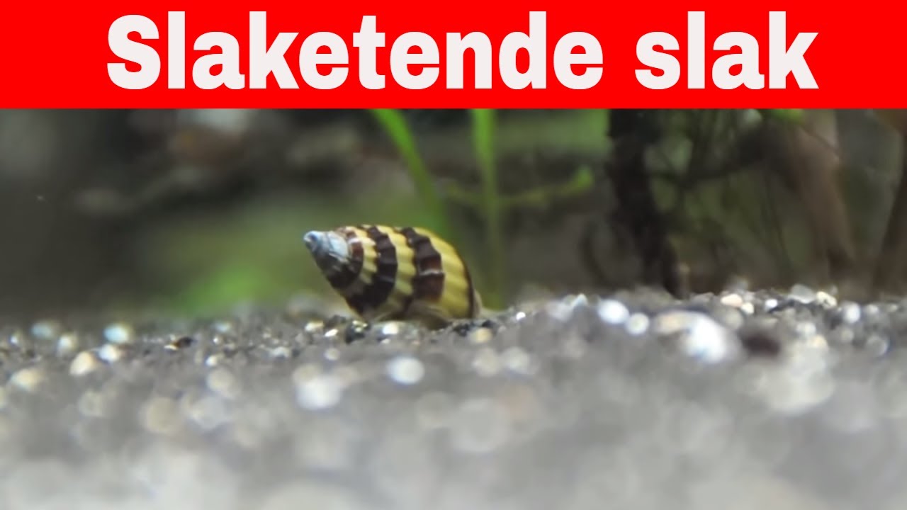 Anentome Helenaslak/slaketende slak IN DE SPOTLIGHT!