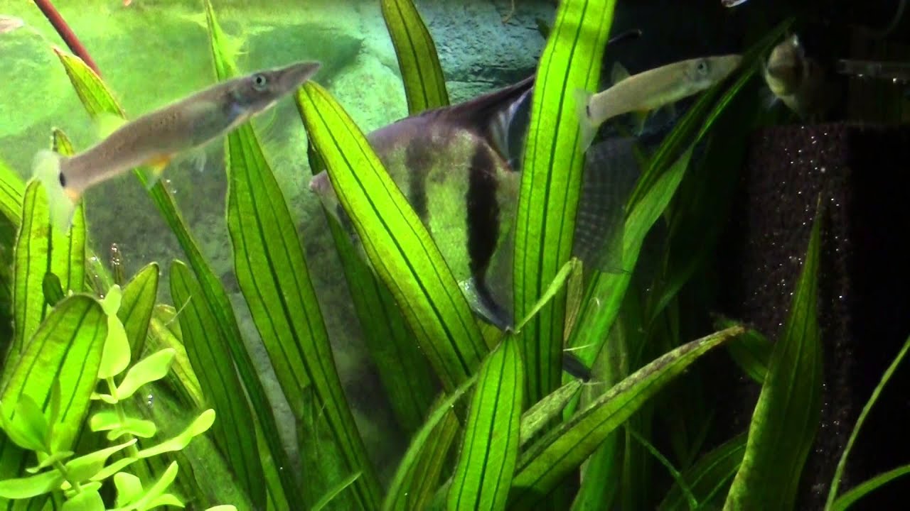 Der Hechtkärpfling (Belonesox belizanus)