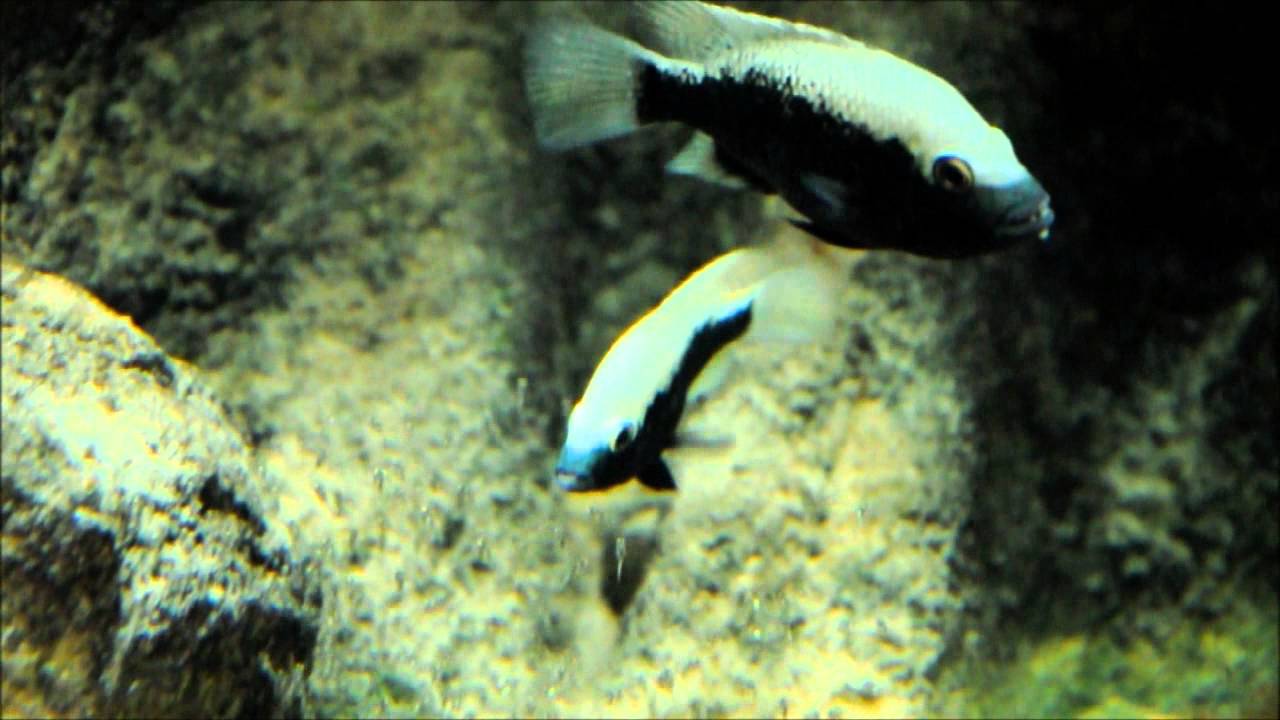 Herichthys bartoni 'Media Luna' (with free swimmers)