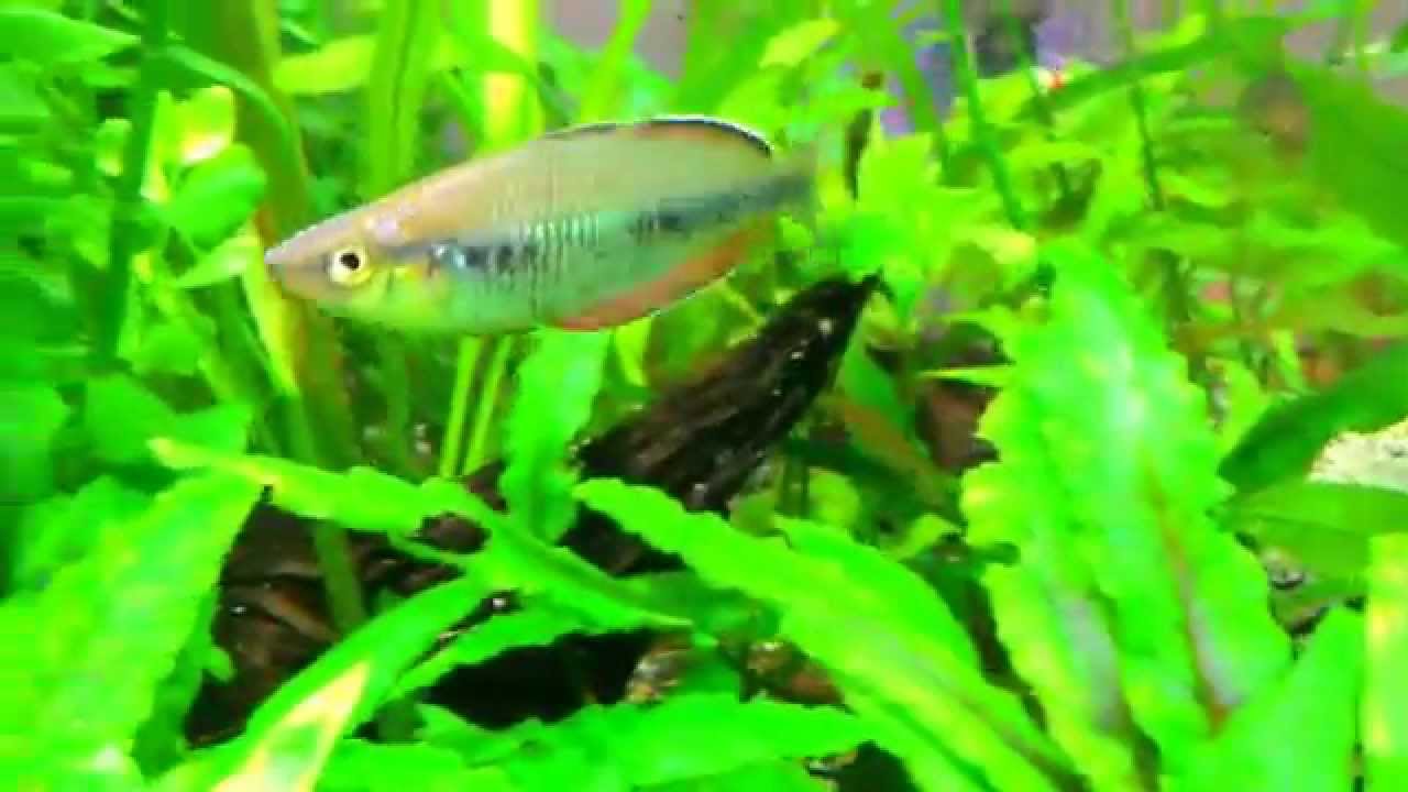 Melanotaenia laticlavia Aifuf Rainbowfish 艾芙如美人 V 20150325 200754