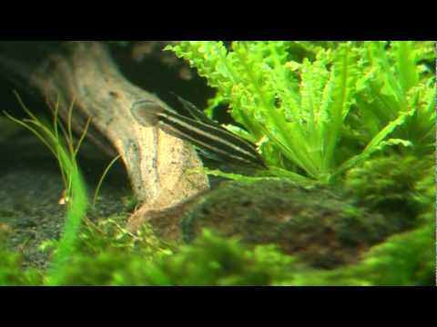 Licorice Gourami - Parosphromenus deissneri
