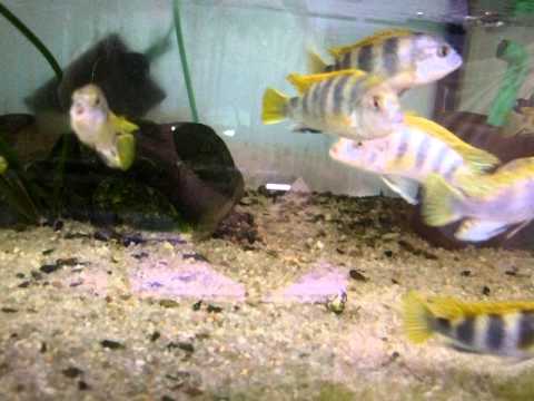 Labidochromis   sp. " perlmutt " Higga Reef.avi