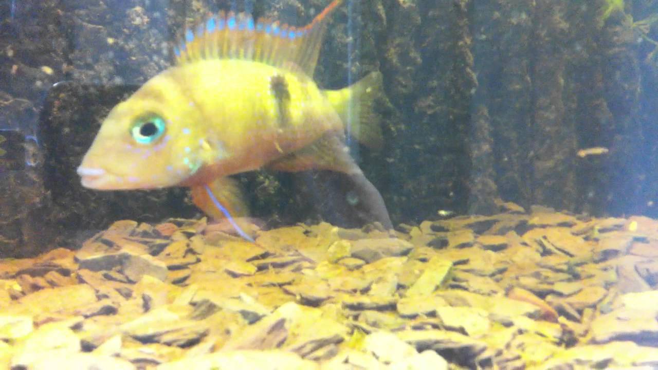 Thorichthys Callolepis Spawn