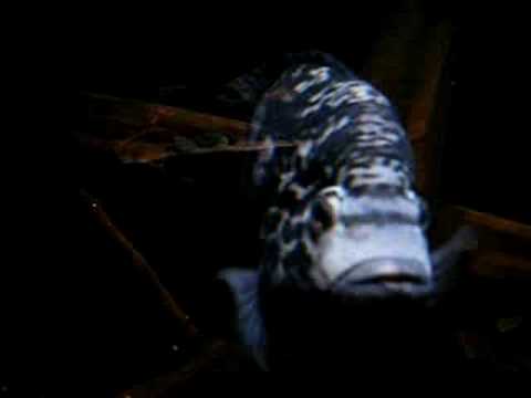 nandopsis tetracanthus