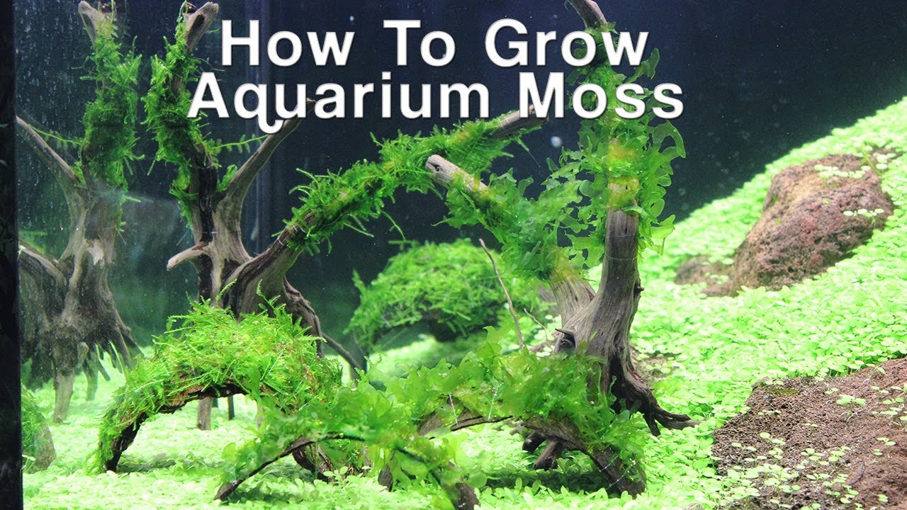How To Grow Aquarium Moss- Christmas & Pellia Moss