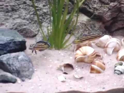 Julidochromis Regani Kipili