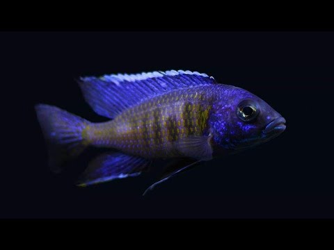Copadichromis verduyni dark blue "mbamba bay"
