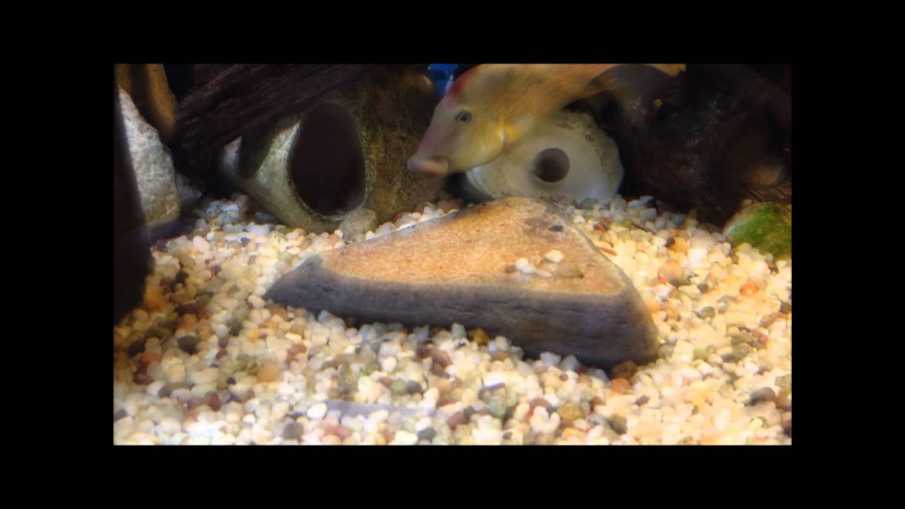 Geophagus Steindachneri