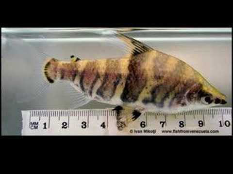 Abramites hypselonotus Marbled head stander