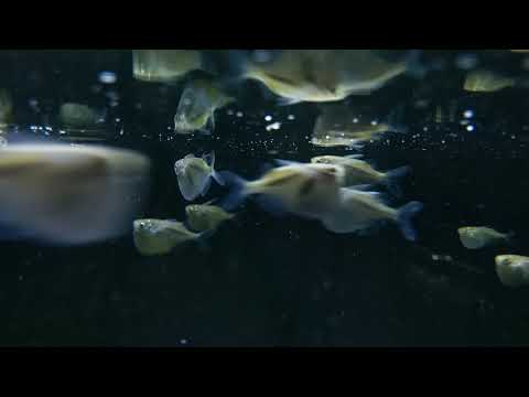 Thoracocharax securis (wild) bij Aquarium Speciaalzaak Utaka