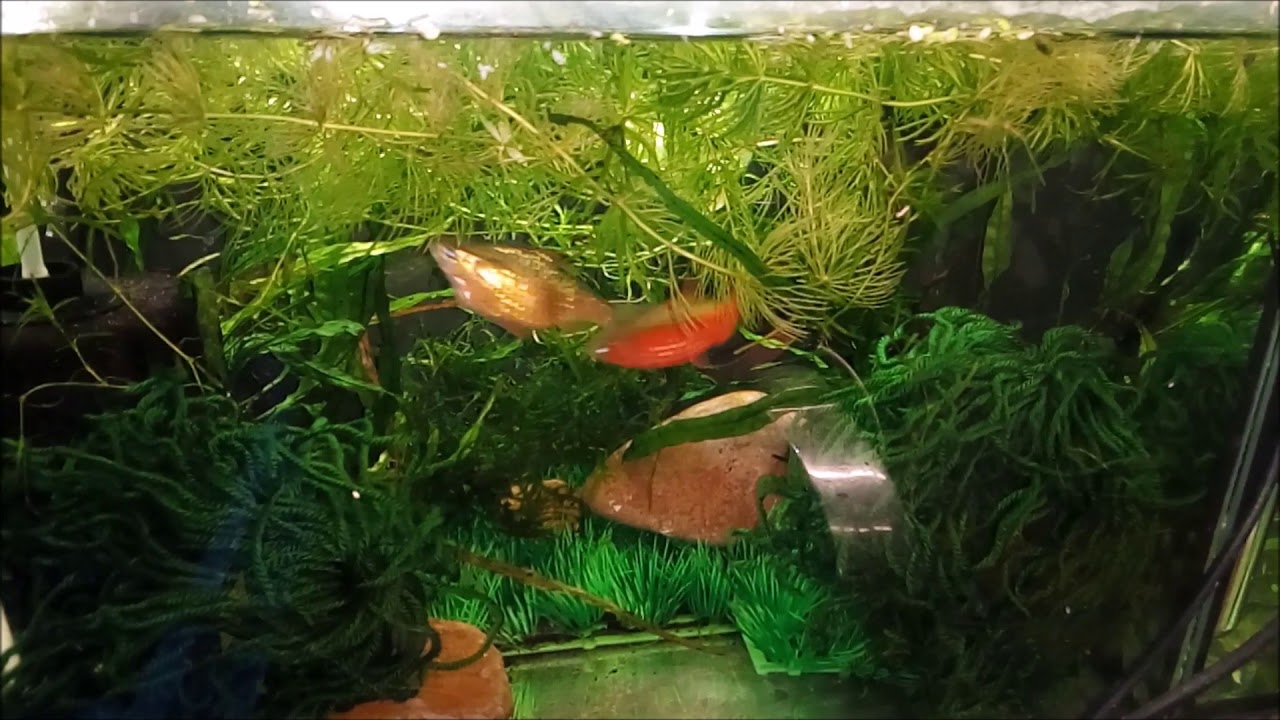 Pethia conchonius breeding