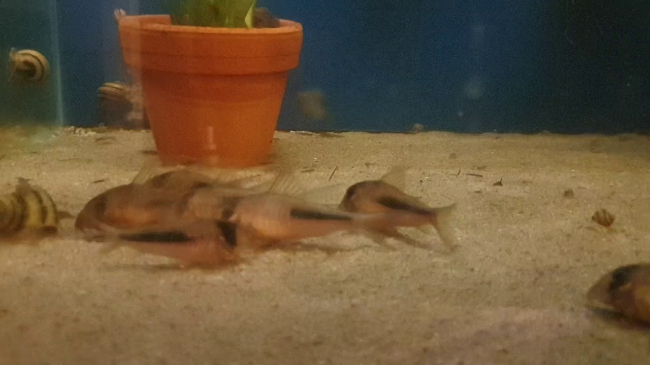 Corydoras Amapaensis