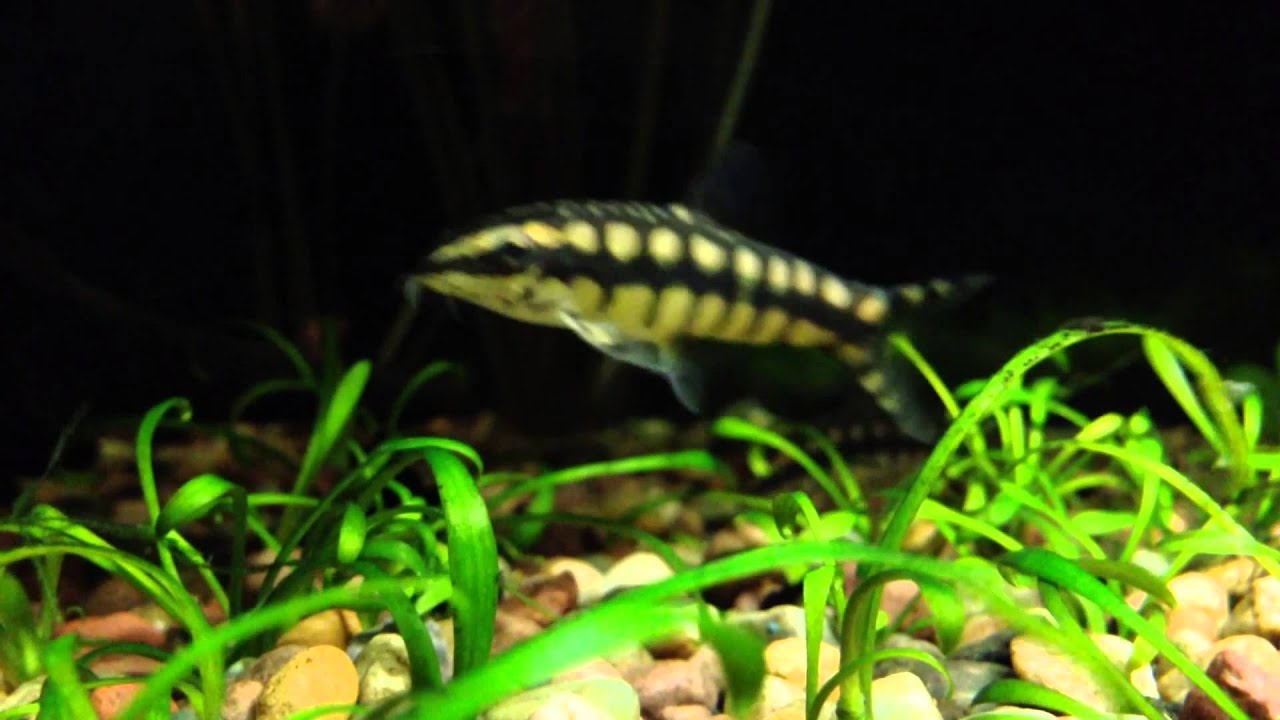 Sidthimunki Botia Loach