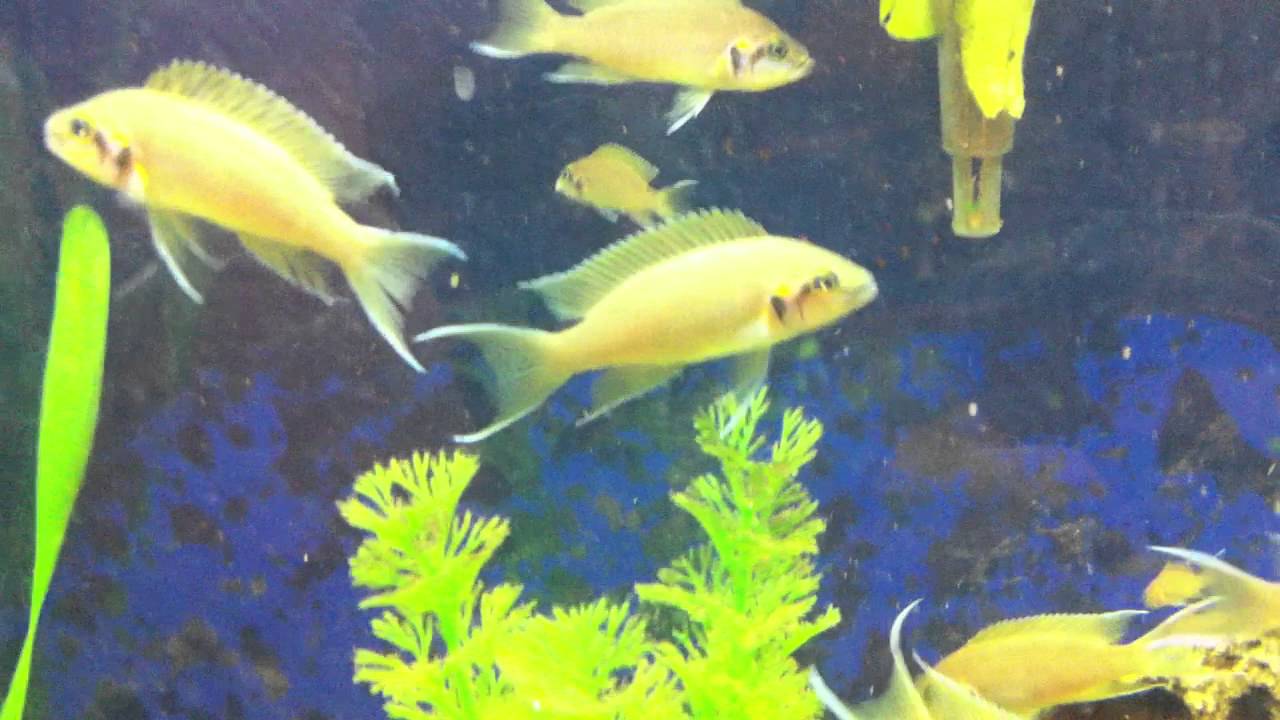 My Neolamprologus Pulcher "Daffodil" Colony