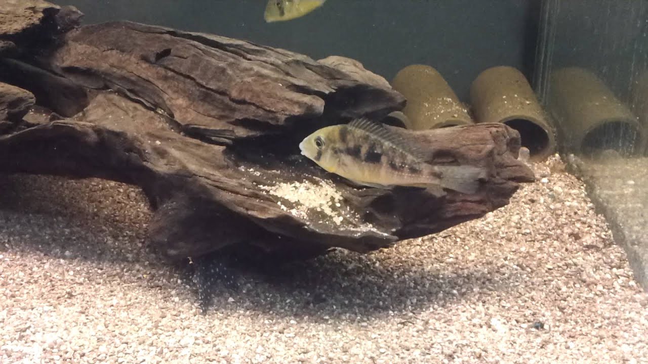 Brutpflege Gymnogeophagus caaguazuensis
