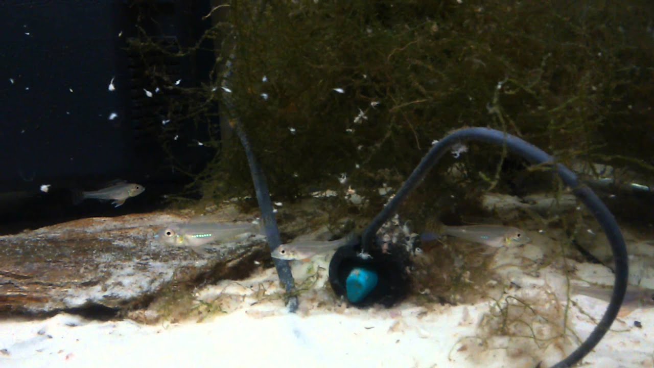 Biotoecus opercularis  repas