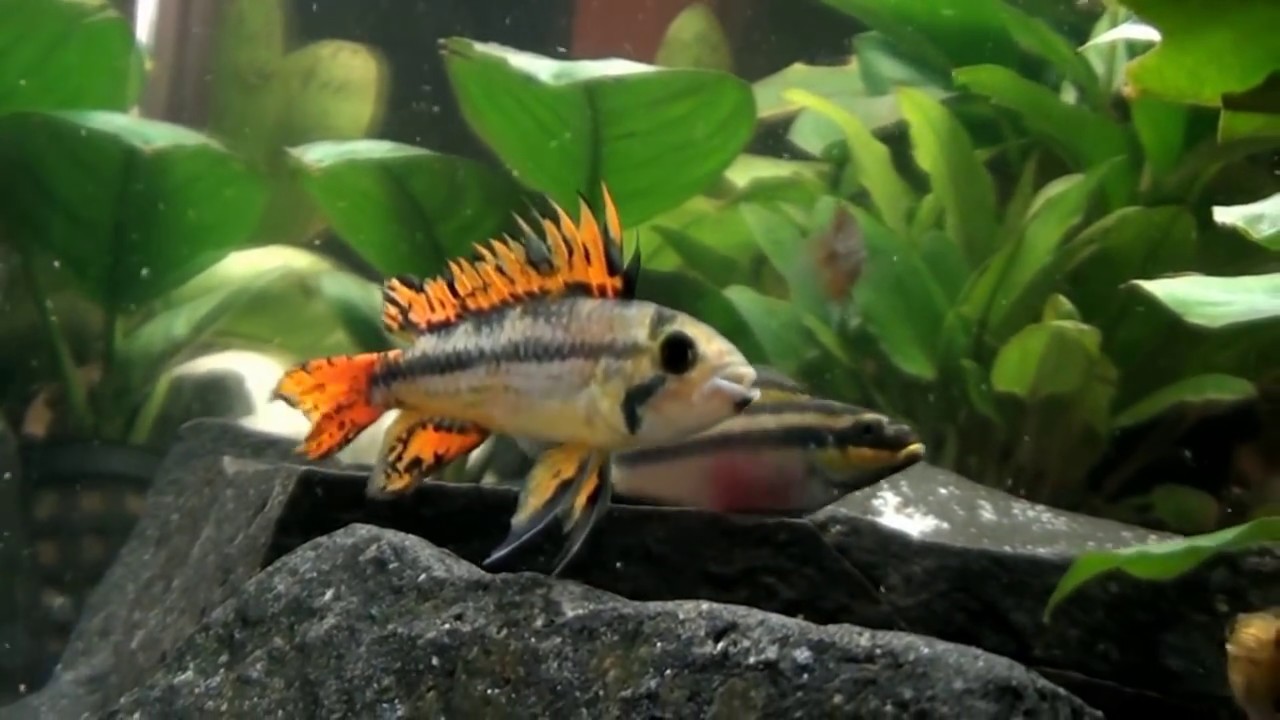 Apistogramma cacatuoides (HD - movie 01) - "I am beautiful".