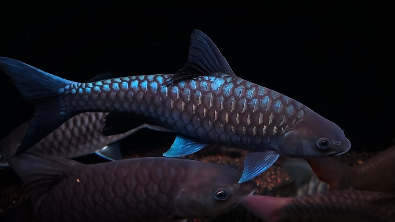 neolissochilus stracheyi ,super blue mahseer .