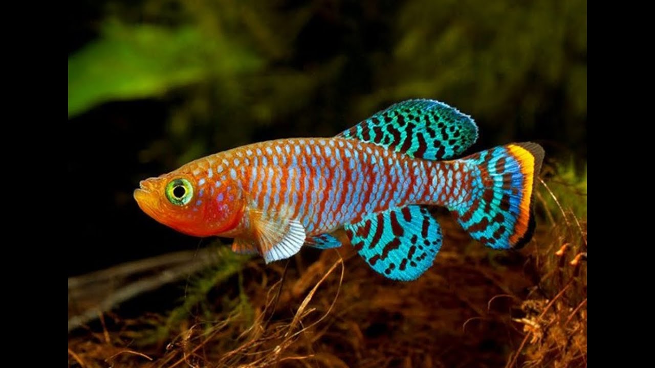 Breeding and Care of Nothobranchius by Tyrone Genade