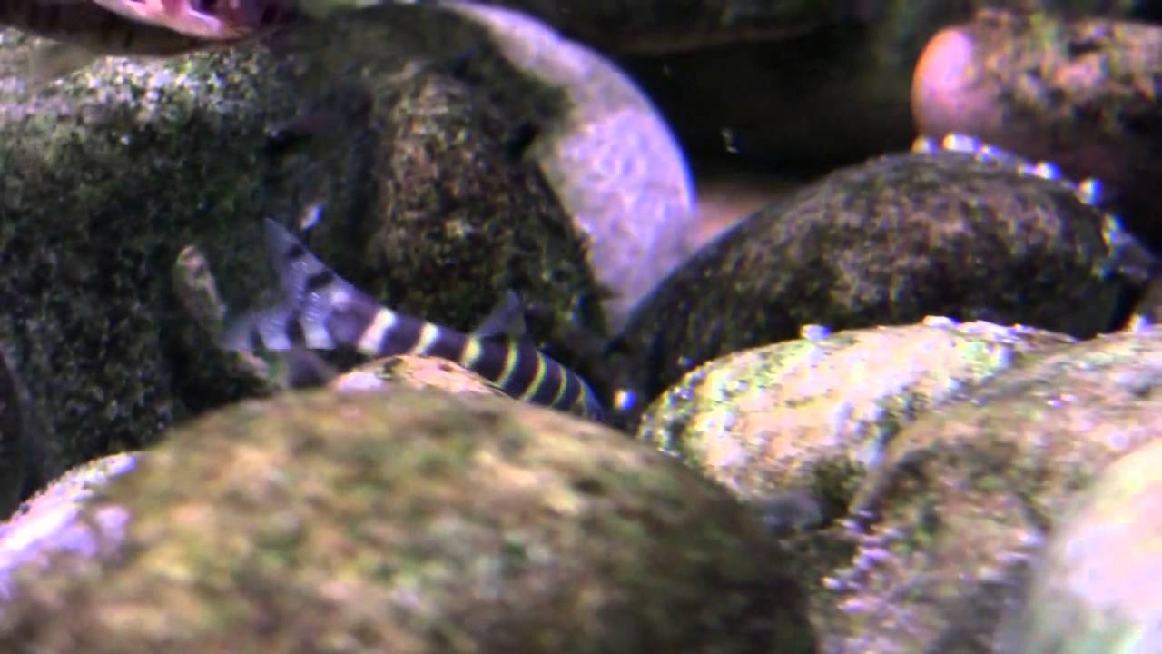 319  Botia dario, Queen Loach Боція даріо