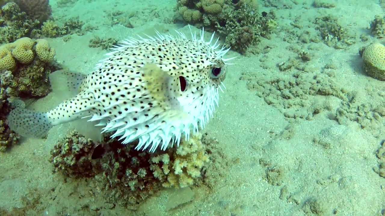 Diodon holocanthus, Ёж-рыба, Рыба-Ёж, 魚虎, GoPro Hero 2, HD