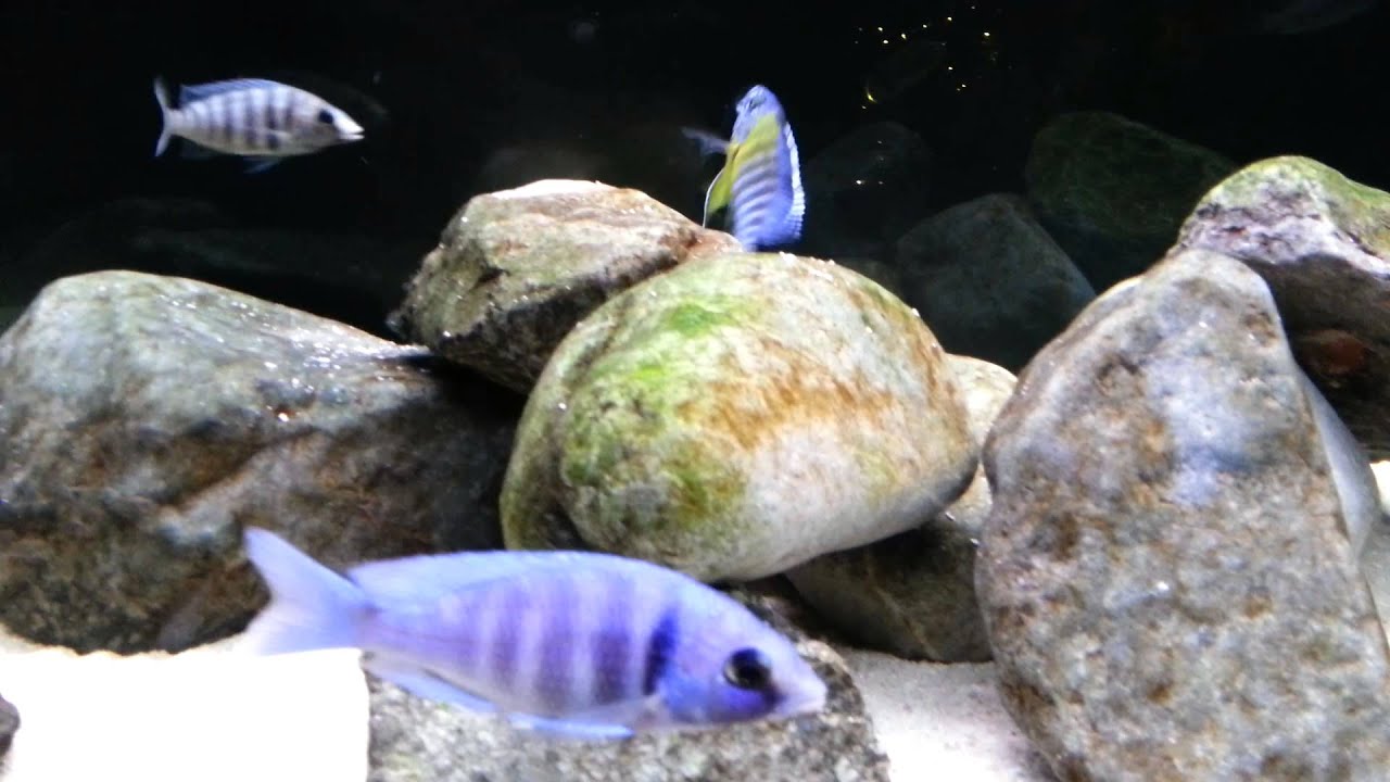 Wild Caught Aulonocara Maulana