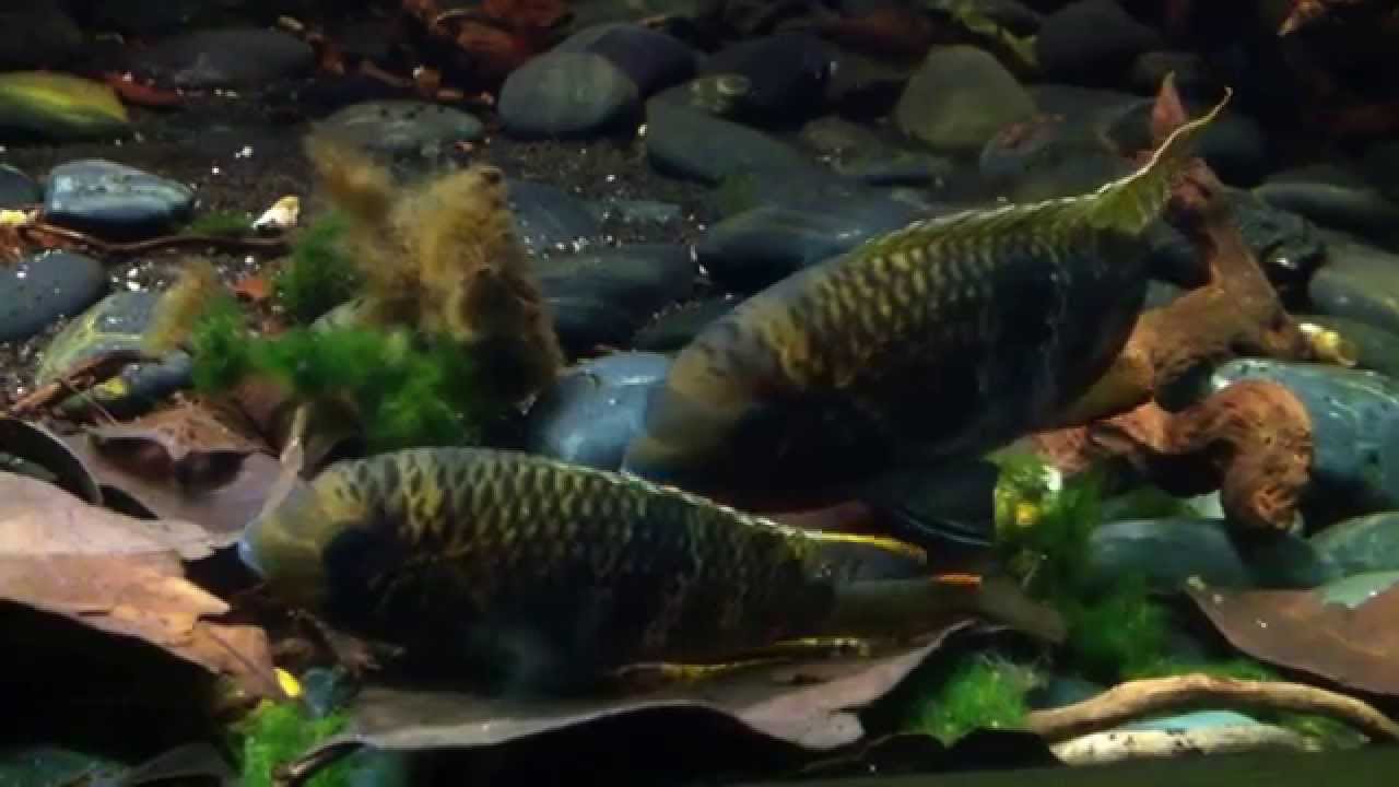 Andinoacara Biseriatus spawning