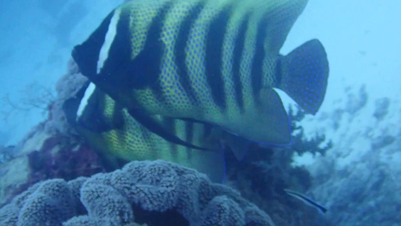 Sixbanded Angelfish, Pomacanthus sexstriatus (pair). Heron Island. Aug 2018