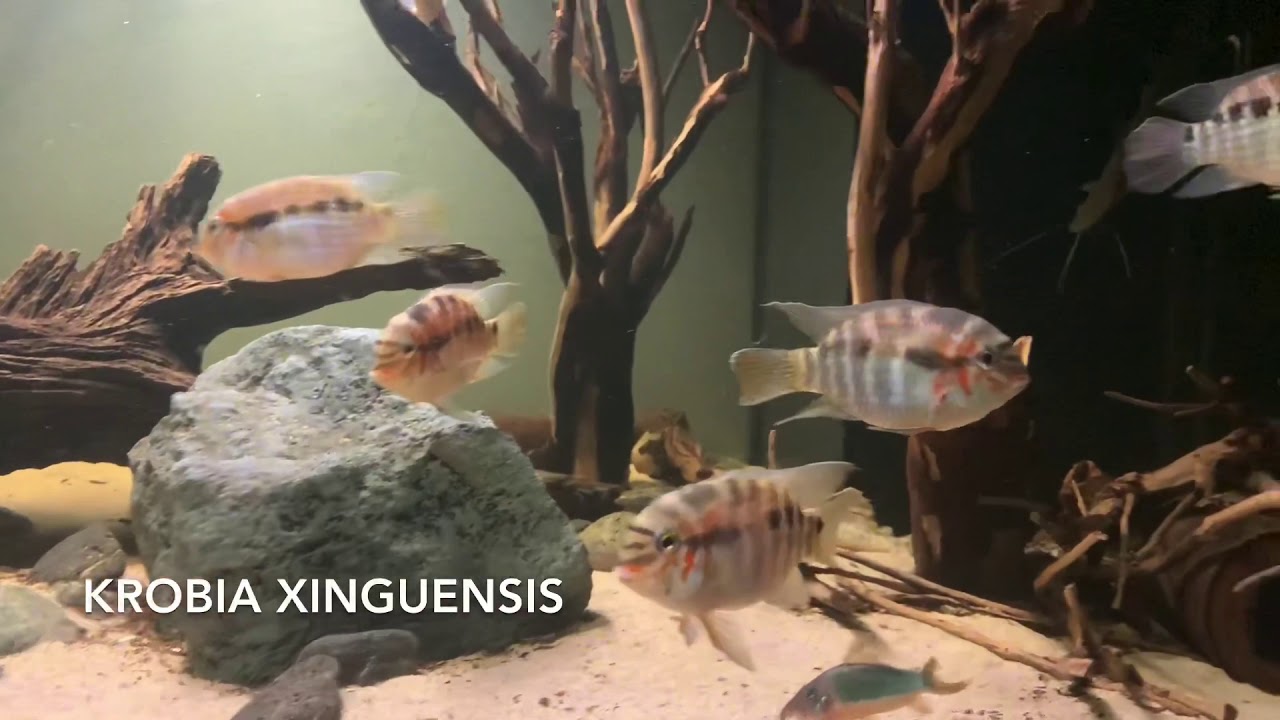 Krobia Xinguensis Buntbarsche, South American Cichlid, Rio Xingu, 1600 Liter Amazonas Tank