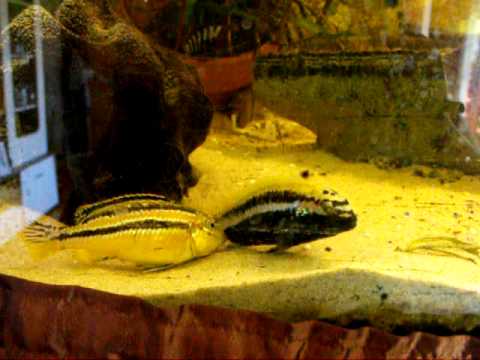 Melanochromis auratus