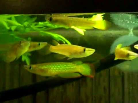 the Panchax Family (Aplocheilus lineatus, Golden Wonder Panchax)