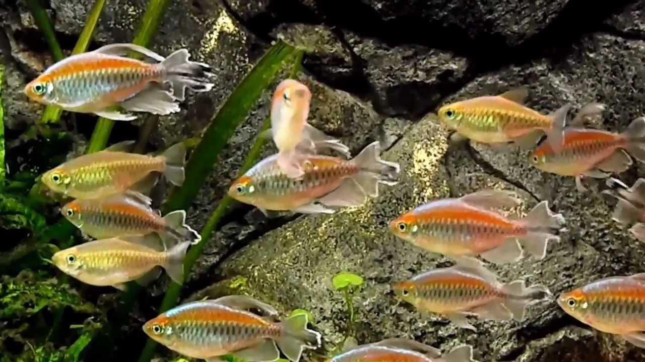 Congo Tetras (Phenacogrammus interruptus)