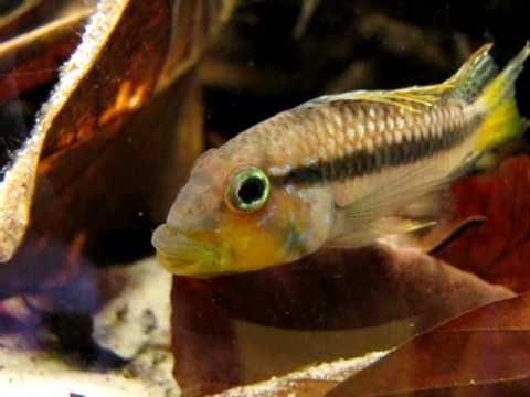 Apistogramma barlowi