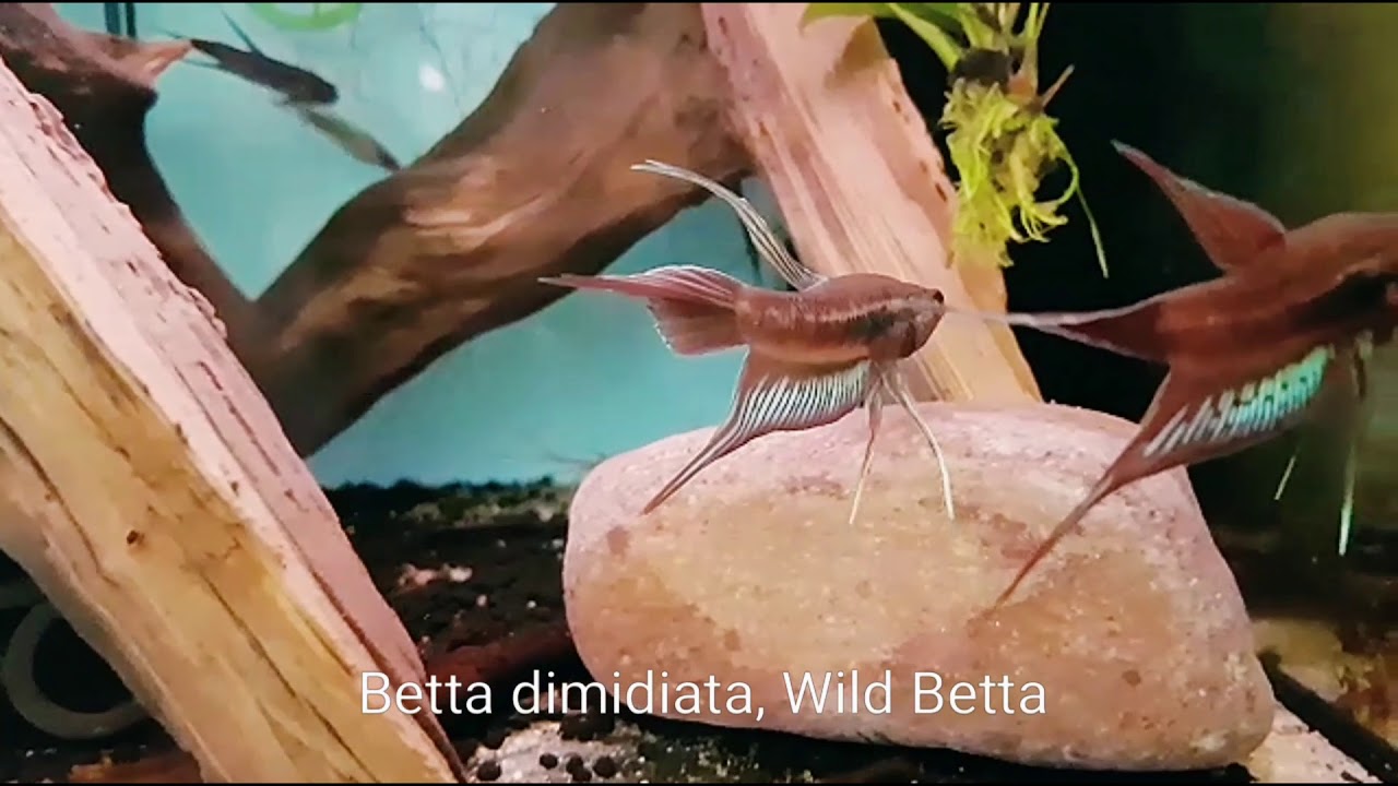 Betta dimidiata, Wild Betta - Shrimp-visions