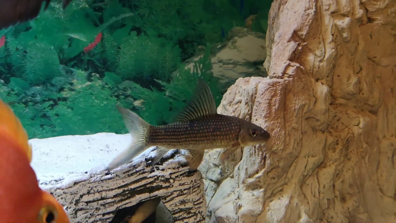 Rare Labeo variegatus/cyclorhynchus in my aquarium