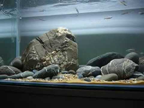 White Cloud Mountain Minnow Biotope