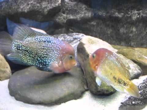 Cichlidenwereld: Paratheraps Synspilus Blue Spotted