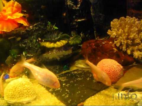 Astyanax jordani aka Astyanax fasciatus mexicanus id120