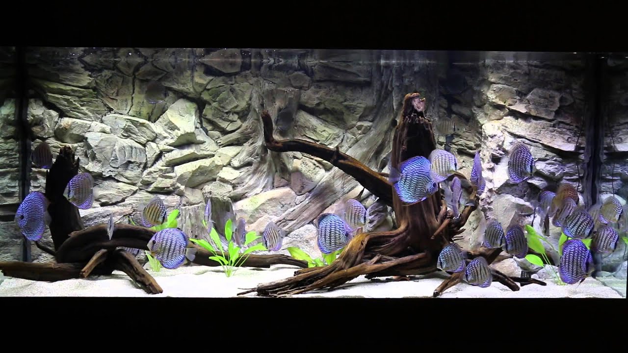 Het Aquarium van Simon