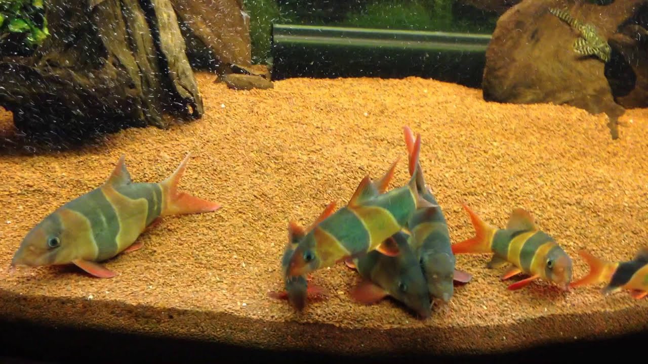 Clown Loachs (Chromobotia macracanthus) waiting for food