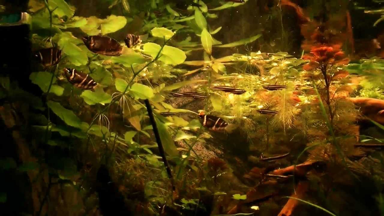 Chocolat goerami (Sphaerichthys osphromenoides) aquarium - planted tank 3rd update