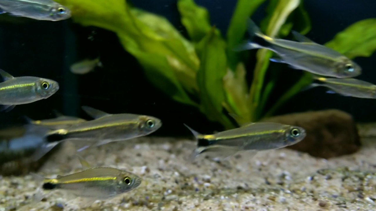 Hemigrammus hyanuary (wild) bij Aquarium Speciaalzaak Utaka