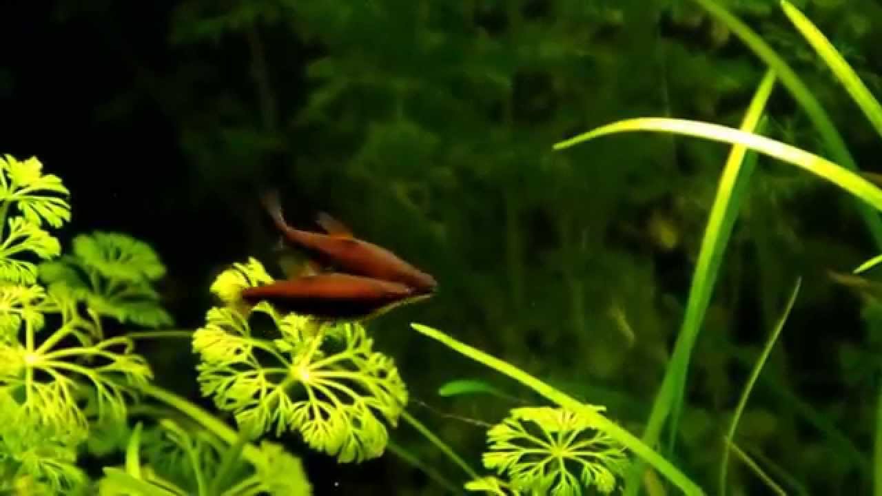 Nannostomus beckfordi