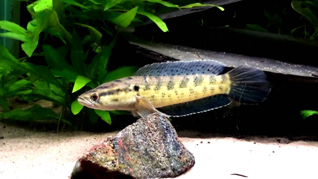 My new Channa Punctata - MFKSweden