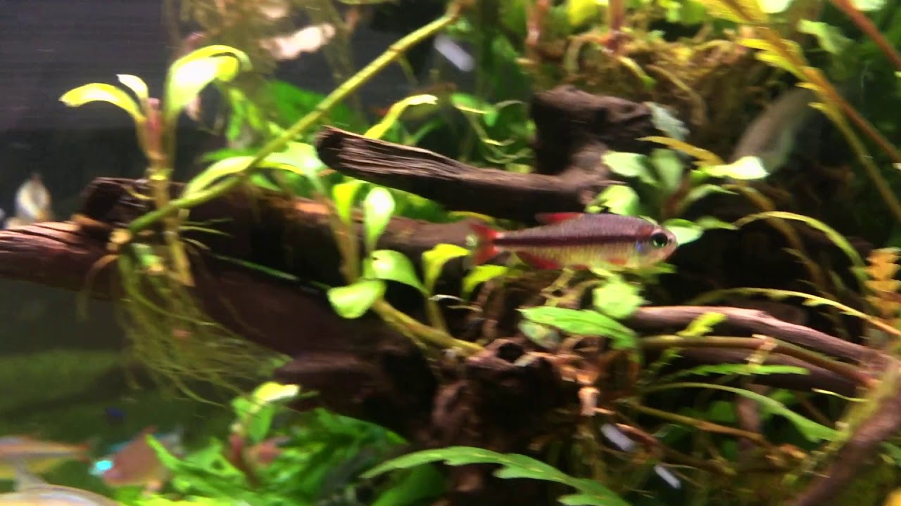 血紅魔鬼燈/Hyphessobrycon piranga